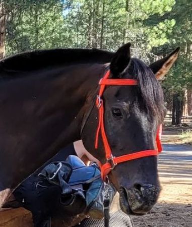 Picture for category 2026 Horse Awards